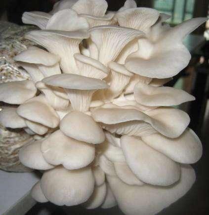 今日棉籽價格行情及友情插曲