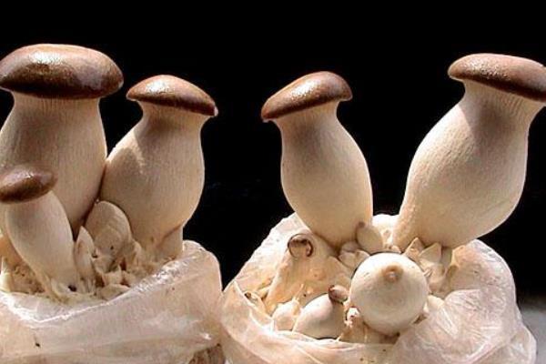 今日棉籽價格行情及友情插曲