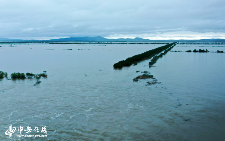 廬江東大圩蓄洪最新情況及論述分析