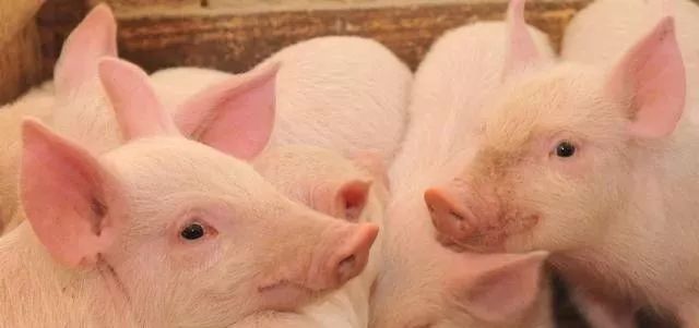 今日小豬價格走勢分析，最新價格與市場多元觀點解析