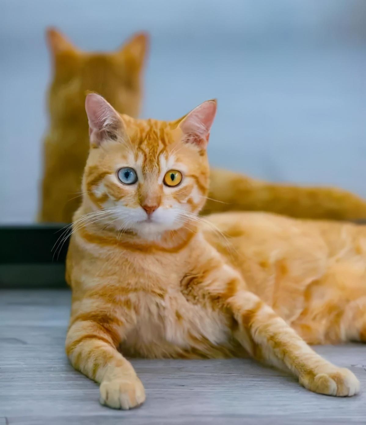 北京蛋殼公寓最新事件揭秘，公寓大揭秘引發關注熱議